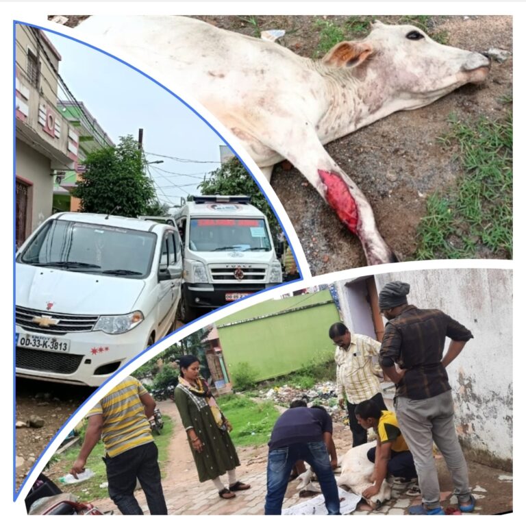 Injured Cow rescued by Animal lover